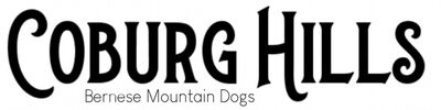 COBURG HILLS BERNESE MTN DOGS